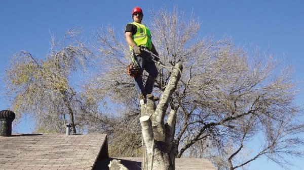 Little Rock Tree Service logo