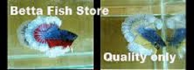 BETTA FISH STORE BETTA FISH FOR SALE logo