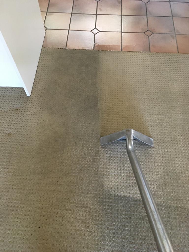 Oracle Carpet Cleaning logo