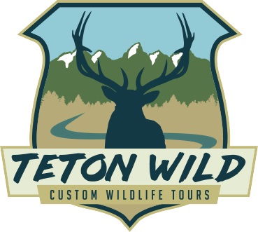 Teton Wild Custom Wildlife Tours logo